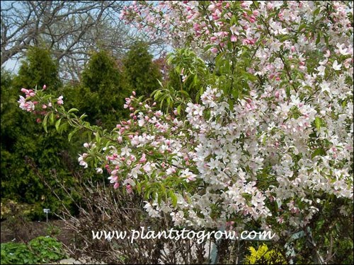 Sugar Tyme Ornamental Crabapple 
pink buds with pale pink to white flowers